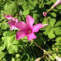 Rosa Carpet Sauerklee Blumensamen zur Aussaat – Garten beliebt – Traditionssorte & ohne Gentechnik Samen Hausgarten