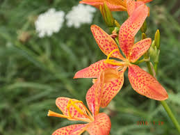 Rot Leopard Blumensamen zur Aussaat – pflegeleicht – Traditionssorte & ohne Gentechnik Samen Hausgarten