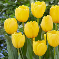 Weiß and gelb tulip blume samen for vibrant garten anpflanzung