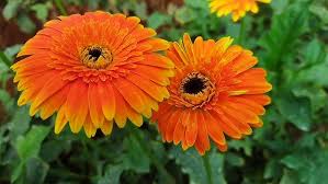 Orange Gerbera Jamesonii Blumensamen zur Aussaat – Anzucht – Traditionssorte & ohne Gentechnik Samen Hausgarten