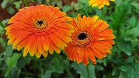 Orange Gerbera Jamesonii Blumensamen zur Aussaat – Anzucht – Traditionssorte & ohne Gentechnik Samen Hausgarten