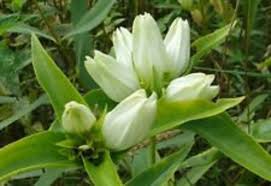 Creme Gentiana Blumensamen zur Aussaat – leuchtend – Traditionssorte & ohne Gentechnik Samen Hausgarten