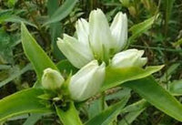 Creme Gentiana Blumensamen zur Aussaat – leuchtend – Traditionssorte & ohne Gentechnik Samen Hausgarten