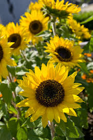 Sonnenblume Sunspot Samen
