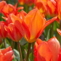 Orange Rot Tulpe Blumensamen zur Aussaat – Traditionssorte ohne Gentechnik biologisch Garten Samen – leuchtend Blüten Keimung