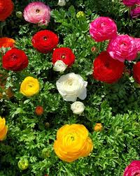Gemischt Ranunculus Blumensamen sonnenliebend Traditionssorte & ohne Gentechnik Samen Hausgarten