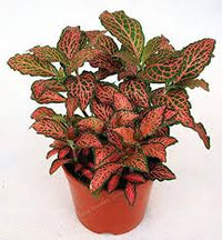 Gemischt Fittonia Verschaffeltii Blumensamen zur Aussaat – Schnitt Blume beliebt – Traditionssorte & ohne Gentechnik Samen Hausgarten
