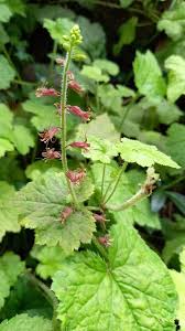 Piggyback Pflanze Blumensamen zur Aussaat – robust Sorte – Traditionssorte & ohne Gentechnik Samen Hausgarten