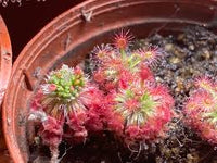 Rosa Sundew Blumensamen zur Aussaat Traditionssorte ohne Gentechnik Keimung biologisch Garten Samen