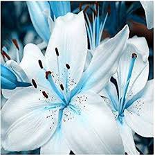 Blau Weiß Lilium Blumensamen zur Aussaat – Halbschatten verträglich – Traditionssorte & ohne Gentechnik Samen Hausgarten