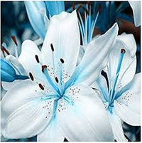 Blau Weiß Lilium Blumensamen zur Aussaat – Halbschatten verträglich – Traditionssorte & ohne Gentechnik Samen Hausgarten