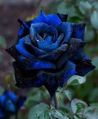 Schwarz Blau Rose Blumensamen zur Aussaat Bestäuber freundlich Traditionssorte & ohne Gentechnik Samen Hausgarten