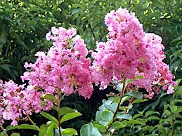 Semi di mirto crespo rosa da seminare – molto apprezzato in giardino – varietà tradizionale e semi non OGM per il giardino domestico