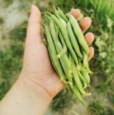 Green Stallard Bean Gemüsesamen für einfache Aussaat