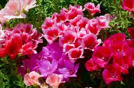 Godetia Clarkia amoena Farewell Frühling Samen zur Aussaat einjährige Blume Beet