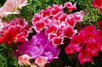 Godetia Clarkia amoena Farewell Frühling Samen zur Aussaat einjährige Blume Beet