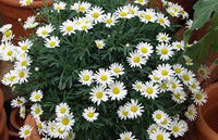 Gelb Weiß Argyranthemum Blumensamen zur Aussaat – Bestäuber freundlich – Traditionssorte & ohne Gentechnik Samen Hausgarten