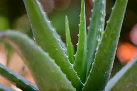Edible Aloe Vera Blumensamen zur Aussaat – farbenfroh Schau – Traditionssorte & ohne Gentechnik Samen Hausgarten