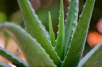 Edible Aloe Vera Blumensamen zur Aussaat – farbenfroh Schau – Traditionssorte & ohne Gentechnik Samen Hausgarten