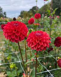 Two-color dark rot dahlia blume samen for vibrant garten anpflanzung