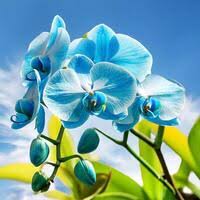 Sky blau orchid blume samen for anpflanzung – heirloom nongmo high germination organic garten samen for seasonal exotic blooms
 
 sale for anpflanzung in home garten