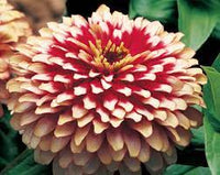 Vibrant weiß rosa zinnia anpflanzung samen for your garten blume