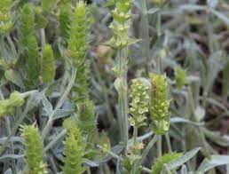 Sideritis Scardica Samen For Aussaat