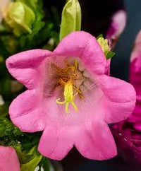 Rot Ruby Traditionssorte Campanula 'Canterbury Bell' Samen ausdrucksstark – Rot Blüten