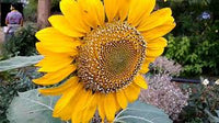 Sunflower bonsai anpflanzung blume samen schwarz