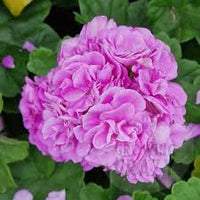 Lila Univalve Geranie Blumensamen zur Aussaat lang Blüte Saison Traditionssorte & ohne Gentechnik Samen Hausgarten