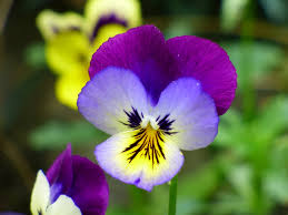Viola tricolor anpflanzung blume samen for vibrant gardens - organic multi-colored blooms