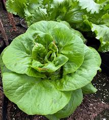 Green Bibb Gemüsesamen, Essential Planting Tips