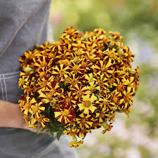 Studentenblume Jester Blumensamen zur Aussaat Schnitt Blume beliebt Traditionssorte & ohne Gentechnik Samen Hausgarten