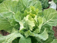 Green Georgia Collard Gemüsesamen - Easy Planting