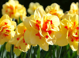 Perennial orange gelb daffodil anpflanzung samen - perfect for fall pflanze samen