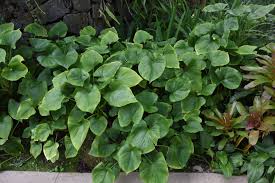 Grün Homalomena Blumensamen zur Aussaat – Garten beliebt – Traditionssorte & ohne Gentechnik Samen Hausgarten