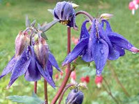 Blau Akelei Blumensamen zur Aussaat – kompakt Wuchs – Traditionssorte & ohne Gentechnik Samen Hausgarten