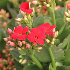 Rot Flammendes Käthchen Humilis Blumensamen zur Aussaat – pflegeleicht – Traditionssorte & ohne Gentechnik Samen Hausgarten