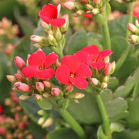 Rot Flammendes Käthchen Humilis Blumensamen zur Aussaat – pflegeleicht – Traditionssorte & ohne Gentechnik Samen Hausgarten