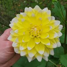 Weiß & Gelb Dahlie Blumensamen – Halbschatten verträglich Traditionssorte & ohne Gentechnik Samen Hausgarten
