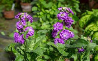 Violett Levkoje Blumensamen zur Aussaat – sonnenliebend – Traditionssorte & ohne Gentechnik Samen Hausgarten