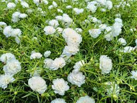 Weiß Succulent Blumensamen zur Aussaat Bestäuber freundlich Traditionssorte & ohne Gentechnik Samen Hausgarten