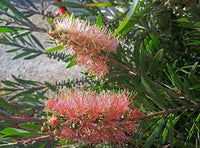 Rosa Champagne Callistemon Blumensamen zur Aussaat – kompakt Wuchs – Traditionssorte & ohne Gentechnik Samen Hausgarten