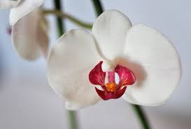 Weiß Rot Schmetterlingsorchidee Orchidee Blumensamen zur Aussaat pflegeleicht Traditionssorte & ohne Gentechnik Samen Hausgarten