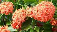 Orange Hortensie Blumensamen zur Aussaat – Bestäuber freundlich – Traditionssorte & ohne Gentechnik Samen Hausgarten