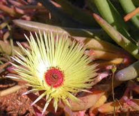 Gelb Cephalophyllum Pillansii Blumensamen zur Aussaat – leuchtend – Traditionssorte & ohne Gentechnik Samen Hausgarten
