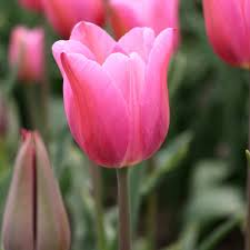 hell Rosa Tulpe Blumensamen zur Aussaat – Traditionssorte ohne Gentechnik biologisch Garten Samen Keimung