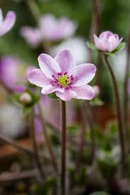 Rosa Weiß Hepatica Blumensamen zur Aussaat – robust Sorte – Traditionssorte & ohne Gentechnik Samen Hausgarten