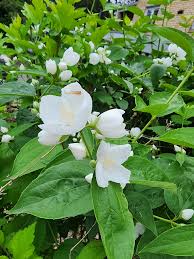 Immergrün Blumensamen zur Aussaat – robust Sorte – Traditionssorte & ohne Gentechnik Samen Hausgarten