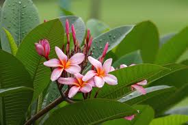 Rosa Frangipani Blumensamen zur Aussaat – Anzucht – Traditionssorte & ohne Gentechnik Samen Hausgarten